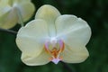 Closeup of the Phalaenopsis Fuller\'s Sunset orchid flower Royalty Free Stock Photo