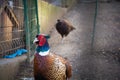 Closeup of a pheasant walking on the farmland and looking through the fence Royalty Free Stock Photo