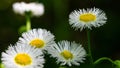 Closeup of Philadelphia fleabane daisies, Erigeron philadelphicus on a dark background