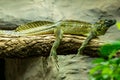 Closeup of a Philippine sailfin lizard resting on a tree branch