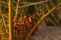 Closeup of Phoenix canariensis, pineapple palm with fruits.