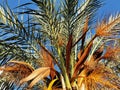 Closeup of Phoenix dactylifera tree with green and dried branches