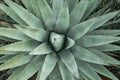 Closeup photo of Agave (monocots) plant in Boynton Canyon Sedona