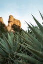 Closeup photo of Agave (monocots) plant in Boynton Canyon Sedona