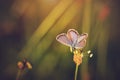 Closeup photo of an amazing butterfly