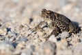 American Toad Royalty Free Stock Photo