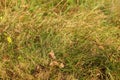 Closeup photo autumn grass, some leaves already brown, lit by af