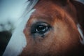 Beautiful american horse with a light blue eye Royalty Free Stock Photo