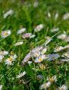 blooming common daisy flowers