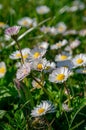 blooming common daisy flowers