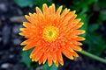 Orange Daisy Flower with Raindrops Royalty Free Stock Photo