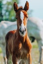 Closeup photo of a beautiful chestnut mare with her beautiful newbor foal at rural animal farm Royalty Free Stock Photo