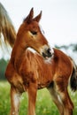 Closeup photo of a beautiful chestnut mare with her beautiful newbor foal at rural animal farm Royalty Free Stock Photo