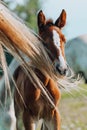 Closeup photo of a beautiful chestnut mare with her beautiful newbor foal at rural animal farm Royalty Free Stock Photo