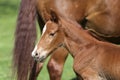 One day old purebred chestnut foal playing first time  with her mother in the green Royalty Free Stock Photo