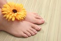 Closeup photo of a beautiful female feet with red pedicure isolated on white Royalty Free Stock Photo