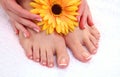 Closeup photo of a beautiful female feet with red pedicure isolated on white Royalty Free Stock Photo