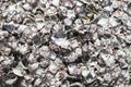 Closeup Photo of Beautiful Fossilized Shells Royalty Free Stock Photo
