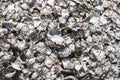 Closeup Photo of Beautiful Fossilized Shells
