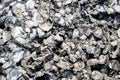 Beautiful Fossilized Shells on the Rocks Royalty Free Stock Photo
