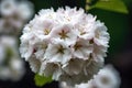 closeup photo of a beautiful and gorgeous flowering cherry tree in summer