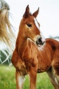 Closeup photo of a beautiful chestnut mare with her beautiful newbor foal at rural animal farm Royalty Free Stock Photo