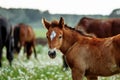 Closeup photo of a beautiful chestnut mare with her beautiful newbor foal at rural animal farm Royalty Free Stock Photo