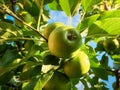 Closeup image of beautiful green apple growing on tree branch in archard against blue sky at sunny day Royalty Free Stock Photo