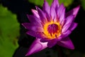Closeup Beautiful Purple Color Lotus Flower Blooming