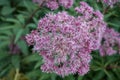 Closeup photo of the beautiful purple flowers eupatorium with the little bees