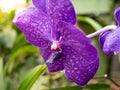 Closeup photo of beautiful purple orchid flower growing in tropical rainforest Royalty Free Stock Photo