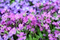 Pink violet flowers background