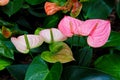 Beautiful White, Pink and Green Anthurium Flowers Blooming in the Garden Royalty Free Stock Photo