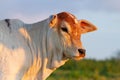 Zebu cattle on a countryside farm