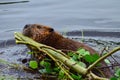 Closeup photo of beaver carrying a branch in the lake, Tripple lakes trail, Denali National park and Preserve, Alaska