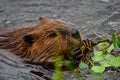 Closeup photo of beaver eating in the lake, Tripple lakes trail, Denali National park and Preserve, Alaska, United