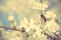 Closeup photo of a bee on cherry tree flower Royalty Free Stock Photo