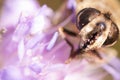 Closeup photo of a bee in a purple flower eating nectar, selective focus Royalty Free Stock Photo