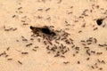 Closeup photo of black ants working in the desert