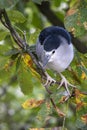 Black-crowned night heron Nycticorax nycticorax sitting on tree Royalty Free Stock Photo