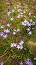 Closeup Photo Of Blooming Blue Scilla Luciliae Flowers. First Spring Bulbous Plants. Selective Focus