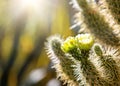 Closeup of Blooming Cholla Cactus With Copy Space