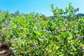 Blueberry plants with berries on the row