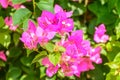 Closeup photo of bougainvillea flower Royalty Free Stock Photo