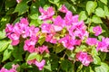 Closeup photo of bougainvillea flower Royalty Free Stock Photo