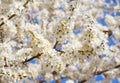 Closeup Photo of branches blooming fruit tree/ cherry tree.