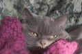 Closeup photo of a British breed cat lilac, cozy located in a warm blanket Royalty Free Stock Photo