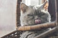 Closeup photo of a British breed cat lilac, yawning sitting in basket.