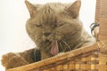 Closeup photo of a British breed cat lilac, yawning sitting in basket.