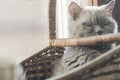 Closeup photo of a British breed cat lilac, yawning sitting in basket. Royalty Free Stock Photo